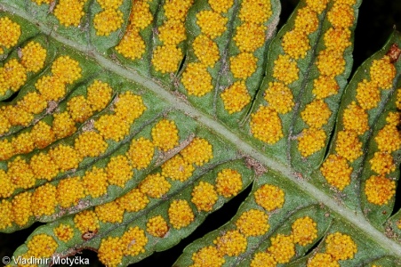 Polypodium vulgare aggr.