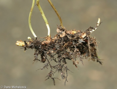 Polypodium vulgare – osladič obecný