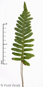 Polypodium vulgare – osladič obecný