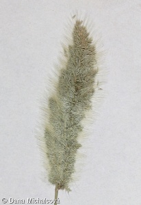 Polypogon monspeliensis – vousec středomořský
