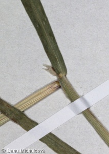 Polypogon monspeliensis – vousec středomořský