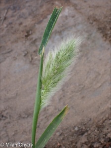 Polypogon monspeliensis &ndash; vousec středomořský