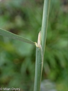 Polypogon monspeliensis &ndash; vousec středomořský