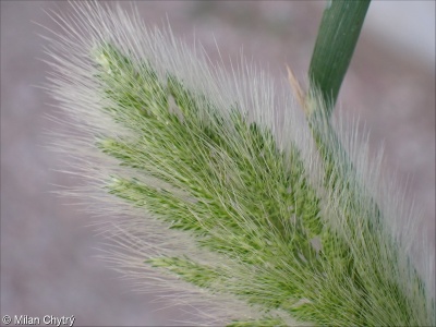 Polypogon monspeliensis &ndash; vousec středomořský