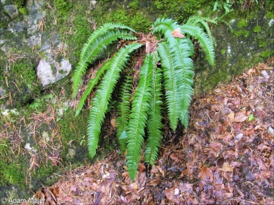 Polystichum lonchitis