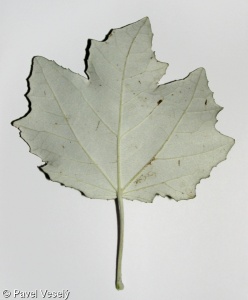 Populus alba – topol bílý, linda