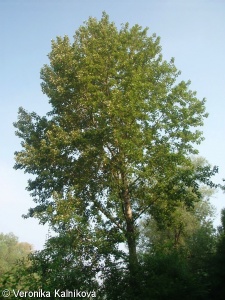 Populus balsamifera – topol balzámový