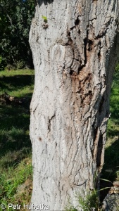 Populus balsamifera – topol balzámový