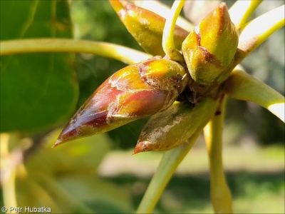 Populus balsamifera – topol balzámový