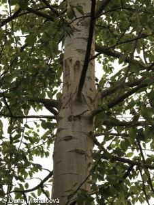 Populus balsamifera – topol balzámový