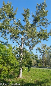 Populus balsamifera – topol balzámový