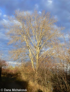 Populus nigra agg. – okruh topolu černého