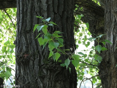 Populus nigra – topol černý