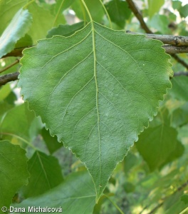 Populus ×canadensis – topol kanadský