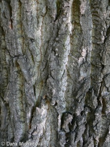 Populus ×canadensis – topol kanadský