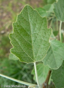 Populus ×canescens – topol šedý