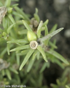 Portulaca grandiflora – šrucha velkokvětá