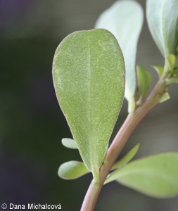 Portulaca oleracea – šrucha zelná