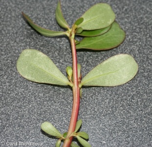 Portulaca oleracea – šrucha zelná