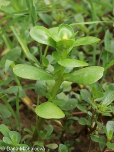 Portulaca oleracea subsp. sativa – šrucha zelná setá