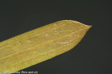 Potamogeton acutifolius – rdest ostrolistý