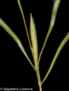 Potamogeton berchtoldii &ndash; rdest Berchtoldův
