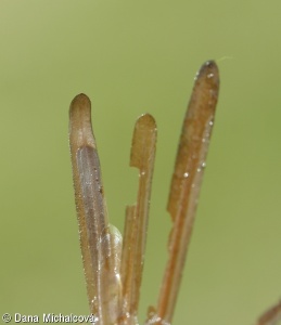 Potamogeton obtusifolius