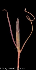 Potamogeton trichoides