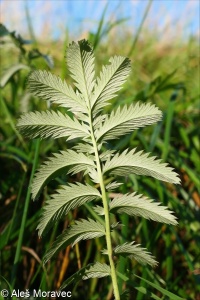 Potentilla anserina &ndash; mochna husí