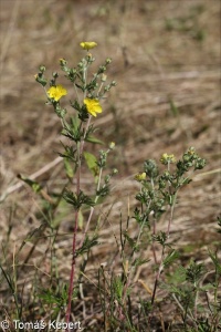 Potentilla argentea