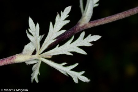 Potentilla argentea &ndash; mochna stříbrná
