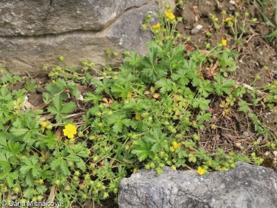 Potentilla crantzii subsp. serpentini – mochna Crantzova hadcová