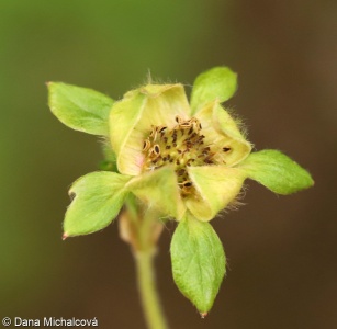 Dasiphora fruticosa – mochna křovitá, mochnovec křovitý