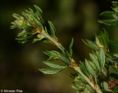 Dasiphora fruticosa – mochna křovitá, mochnovec křovitý