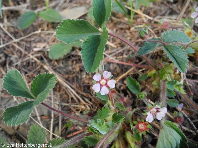 Potentilla micrantha – mochna malokvětá