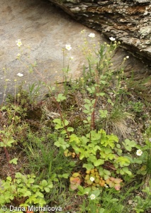Drymocallis rupestris – mochna skalní, vřeteník skalní