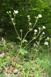 Drymocallis rupestris – mochna skalní, vřeteník skalní