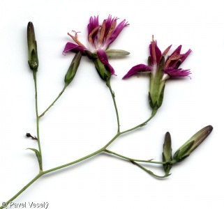 Prenanthes purpurea – věsenka nachová