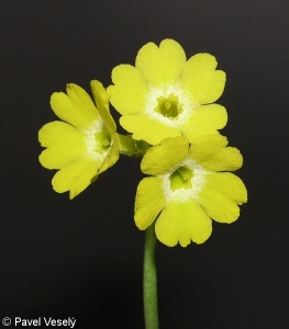 Primula auricula – prvosenka lysá