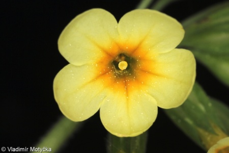 Primula elatior – prvosenka vyšší