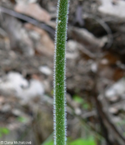 Primula elatior – prvosenka vyšší