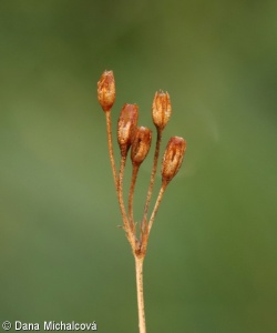 Primula farinosa – prvosenka pomoučená