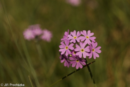 Primula farinosa – prvosenka pomoučená