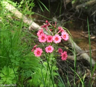 Primula japonica – prvosenka japonská