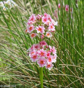 Primula japonica – prvosenka japonská