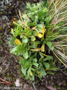 Primula minima – prvosenka nejmenší