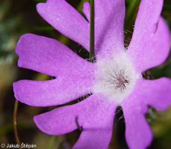 Primula minima – prvosenka nejmenší