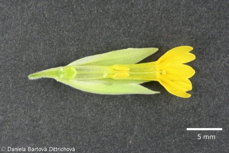 Primula veris – prvosenka jarní, petrklíč