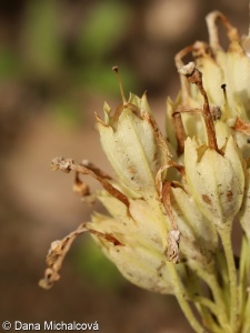 Primula veris – prvosenka jarní, petrklíč