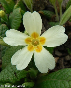 Primula vulgaris subsp. vulgaris – prvosenka bezlodyžná pravá